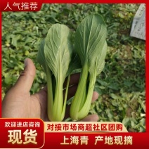 《上海青》小青菜各种叶类菜，代收代发产地直发，商超食品厂