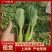《上海青》小青菜各种叶类菜，代收代发产地直发，商超食品厂