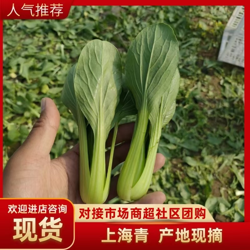 《上海青》小青菜各种叶类菜，代收代发产地直发，商超食品厂