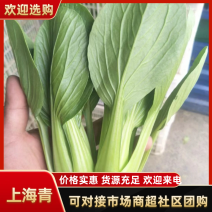 《小青菜，上海青》油菜对接商超食品厂，各种叶类菜代收代发