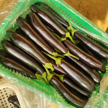 精品长茄长期供应一手货源价格美丽可对接各大商超