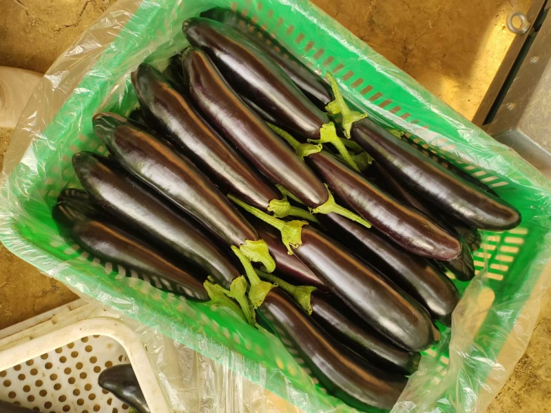 精品长茄长期供应一手货源价格美丽可对接各大商超