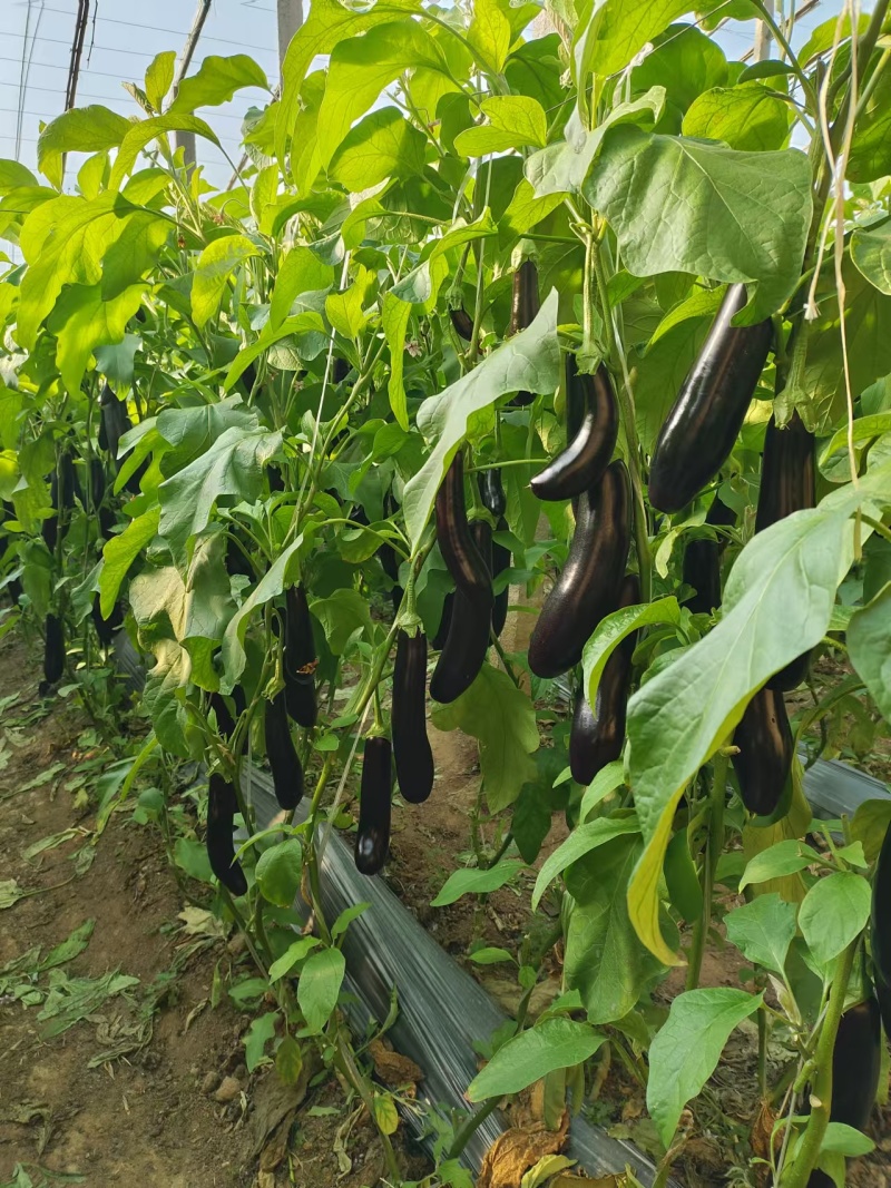 精品长茄长期供应一手货源价格美丽可对接各大商超