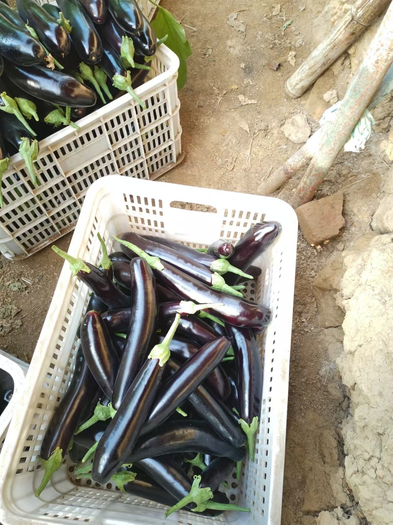 精品长茄长期供应一手货源价格美丽可对接各大商超