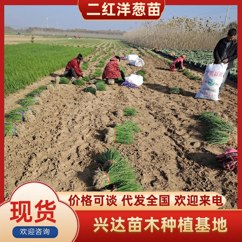 红皮洋葱苗，黄皮洋葱苗，包技术指导，包回收高产抗病抗从茬