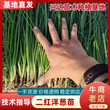 红皮洋葱苗黄皮洋葱苗一手货源抗病抗重茬