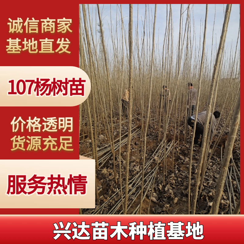 107杨树苗无絮杨基地直发大量批发零售量大