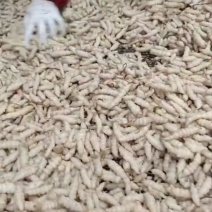 湖北宝塔菜基地一手货源大量有货供应电商市场超市