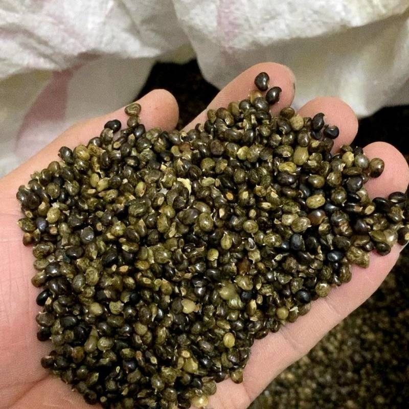 正宗广西鸡骨草种子保质保量专业发货诚信经营
