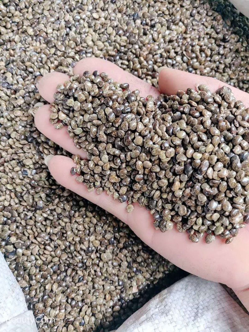 正宗广西鸡骨草种子保质保量专业发货诚信经营