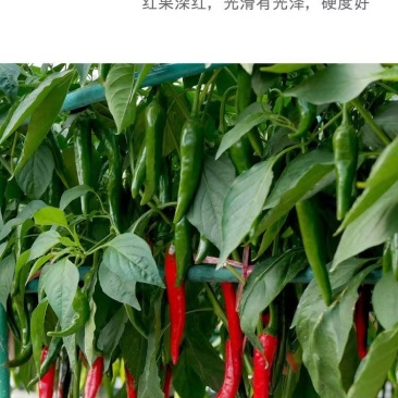 【蔬菜苗】美人椒苗品种齐全保质保量欢迎咨询选购