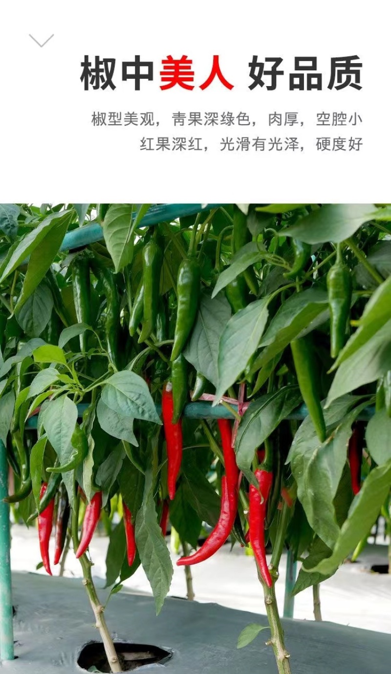 【蔬菜苗】美人椒苗品种齐全保质保量欢迎咨询选购
