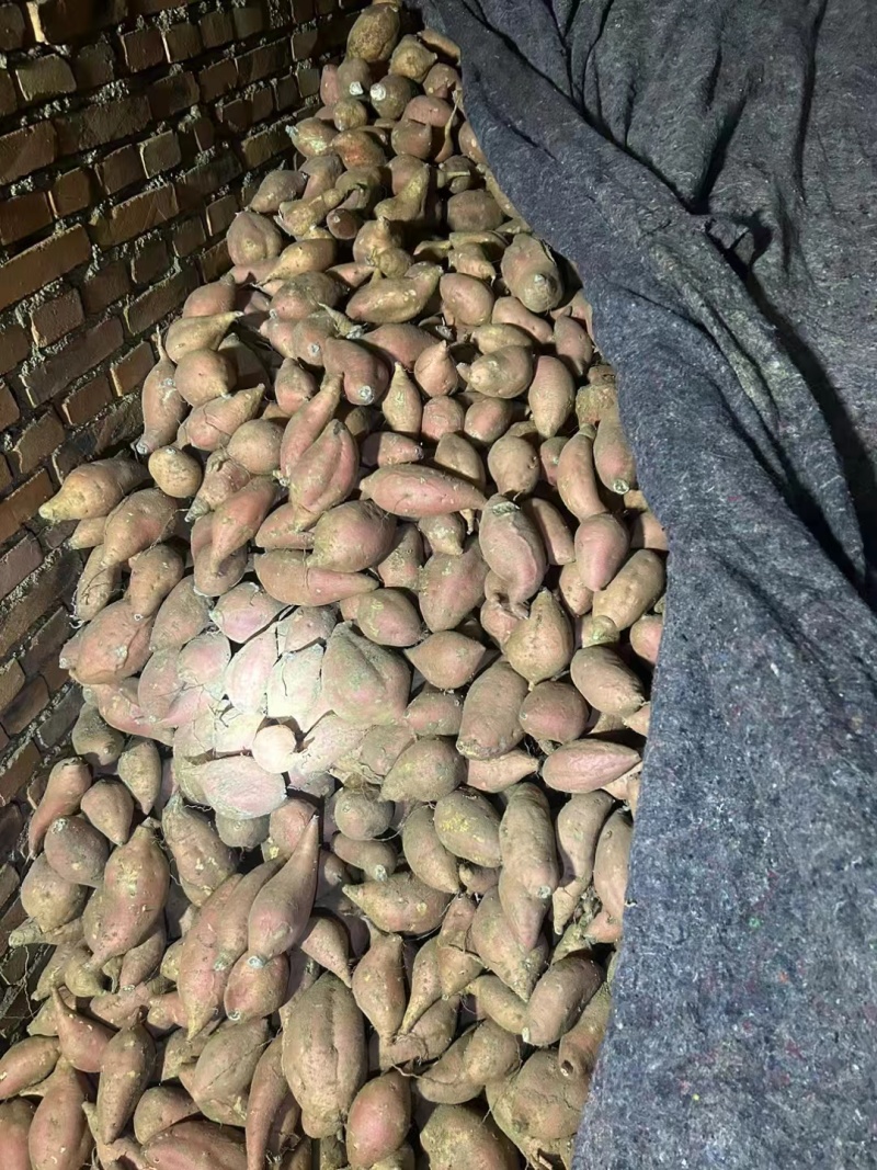 山东邹城济薯26板栗薯对接电商市场超市保质保量