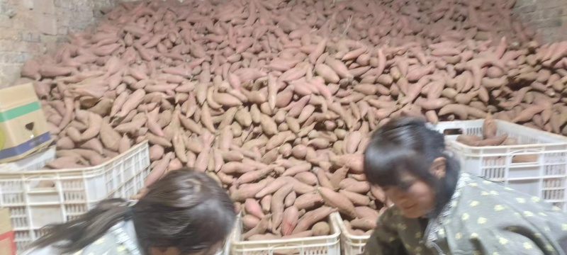 山东邹城西瓜红红薯供应电商市场超市保质保量