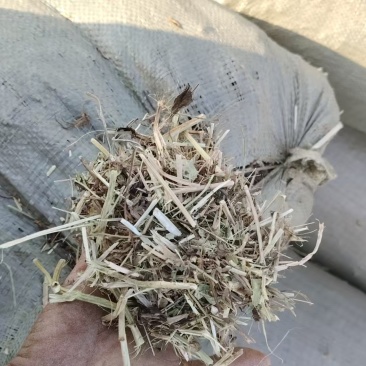 南阳牛羊牧草，精品牛羊草，欢迎各位老板前来选购
