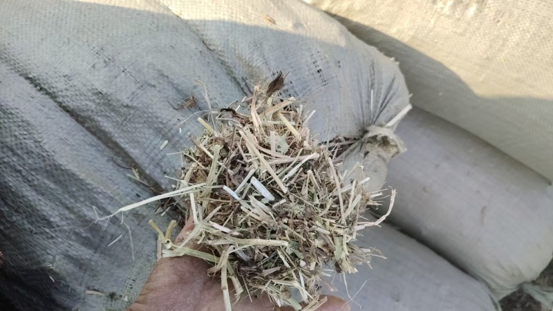 南阳牛羊牧草，精品牛羊草，欢迎各位老板前来选购