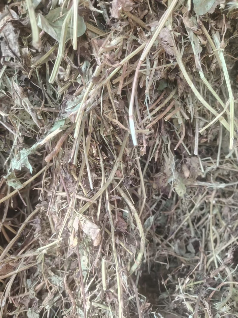 南阳牛羊牧草，精品牛羊草，欢迎各位老板前来选购