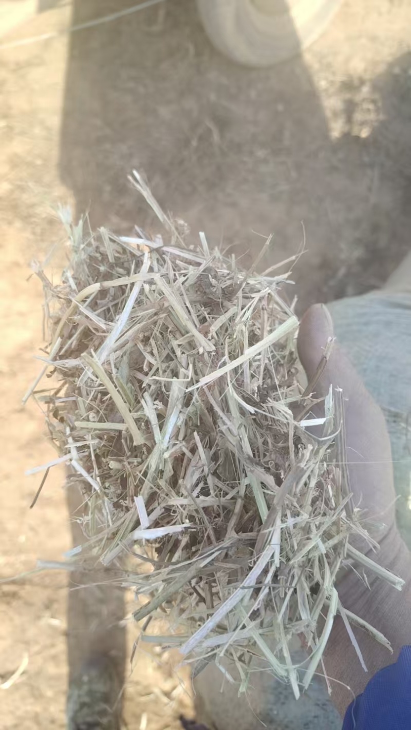 南阳牛羊牧草，精品牛羊草，欢迎各位老板前来选购