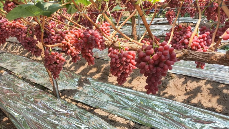 四川西昌克伦生葡萄基地货源充足量大从优欢迎联系