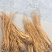 水洗黄当归批发零售产区直发保质保量供货视频看货