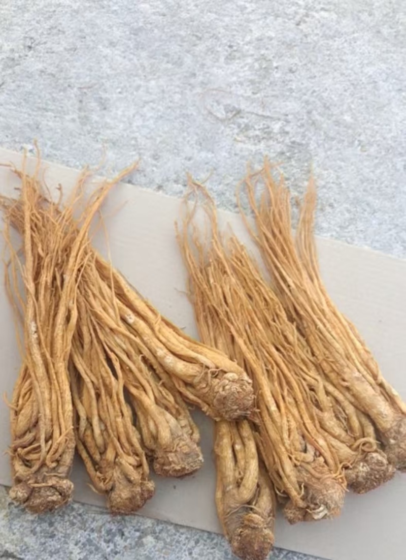 水洗黄当归批发零售产区直发保质保量供货视频看货