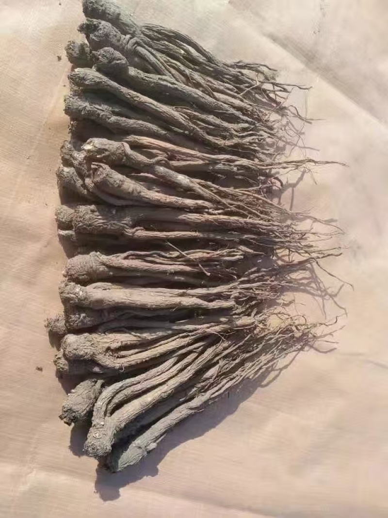 成品当归去毛去尾岷县直发保质保量供货