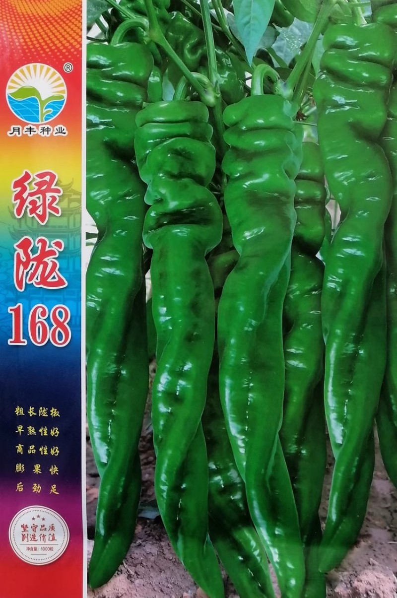 绿陇168陇椒种子粗长陇椒膨果快后劲足辣味浓香