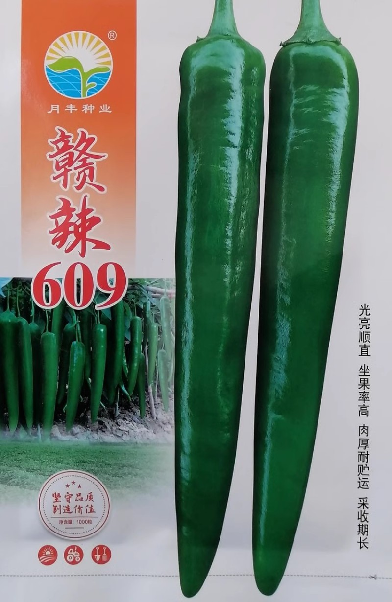 赣辣609青皮尖椒种子光亮顺直肉厚耐贮运采收期长