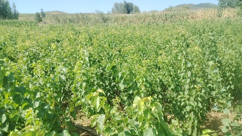 杏树苗新疆吊干杏苗自家苗圃种植量大质优价格优惠