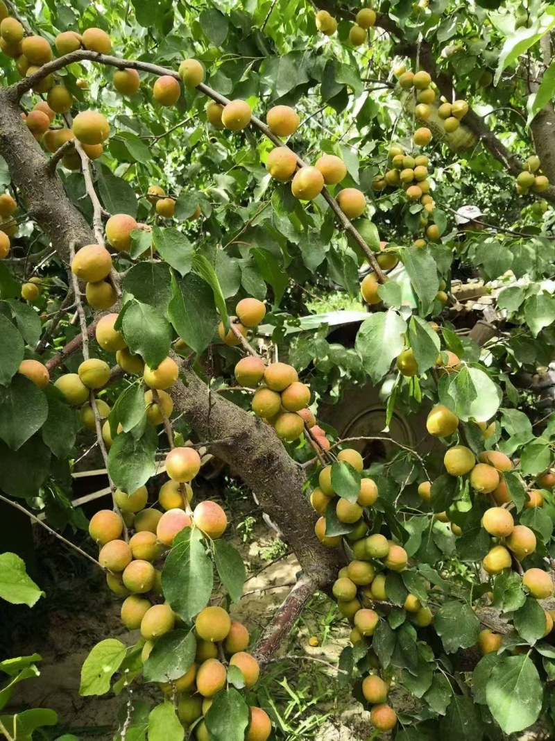 杏树苗新疆吊干杏苗自家苗圃种植量大质优价格优惠