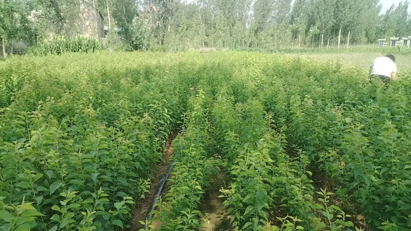 杏树苗新疆吊干杏苗自家苗圃种植量大质优价格优惠