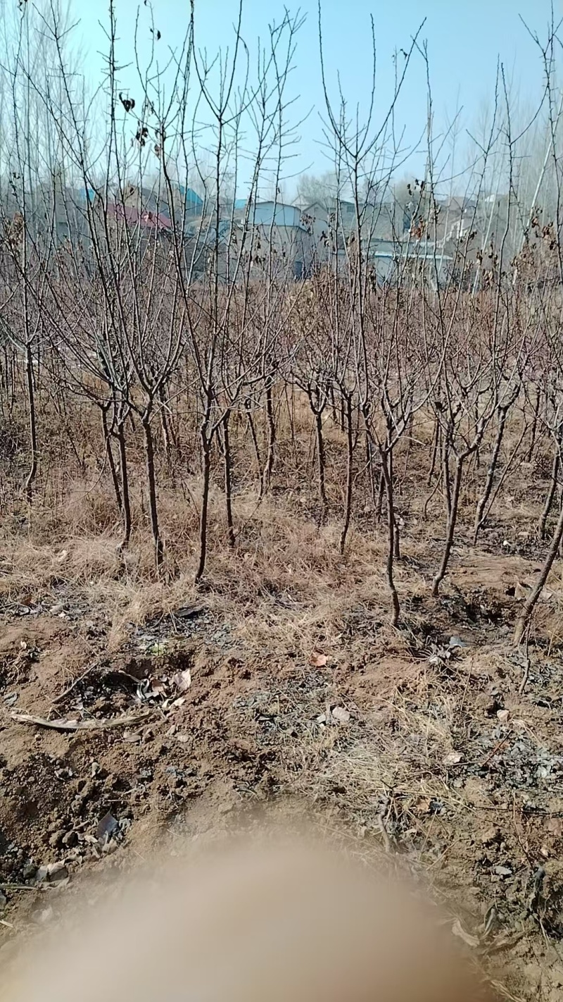 杏树苗新疆吊干杏苗自家苗圃种植量大质优价格优惠