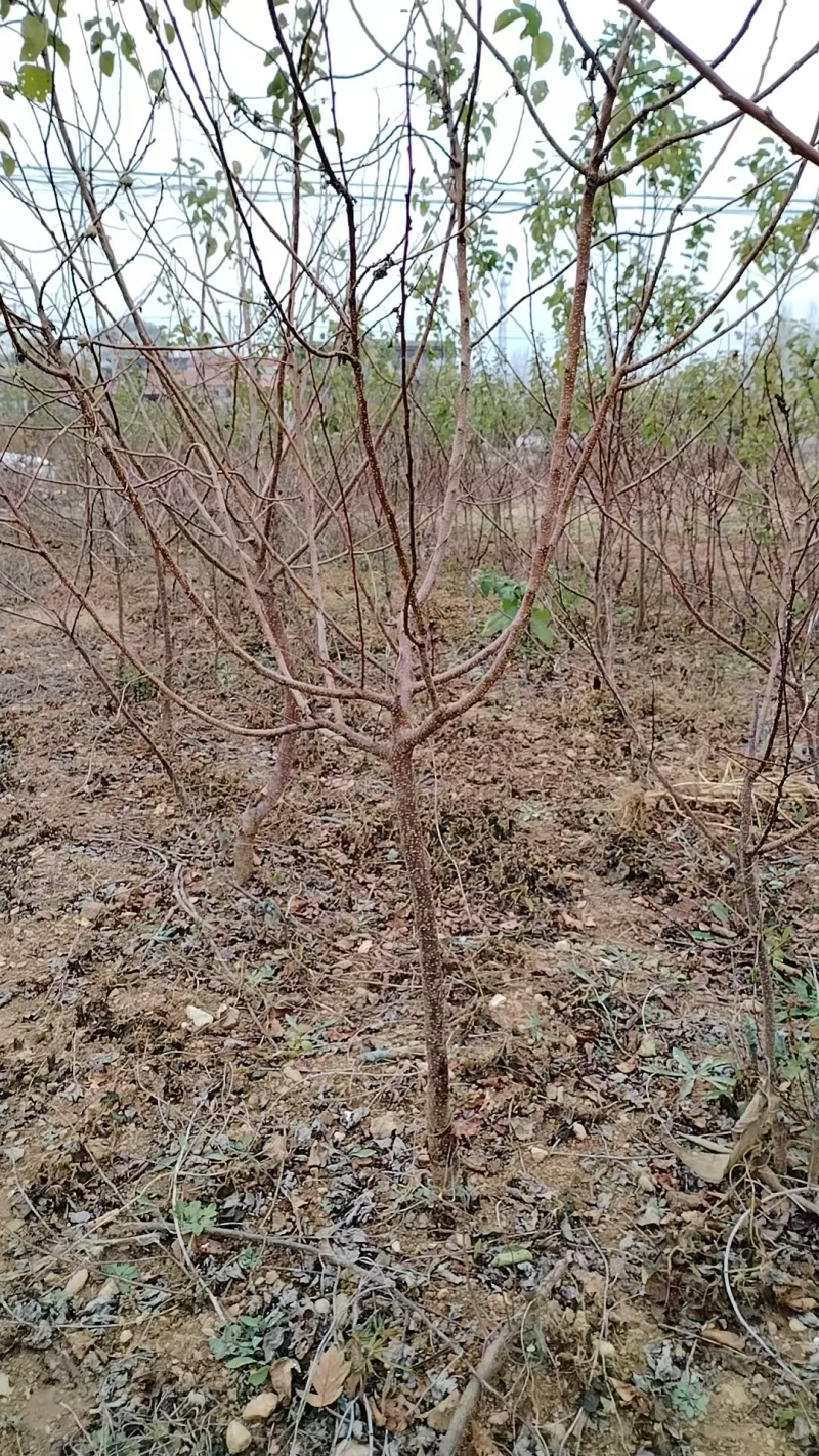 杏树苗新疆吊干杏苗自家苗圃种植量大质优价格优惠
