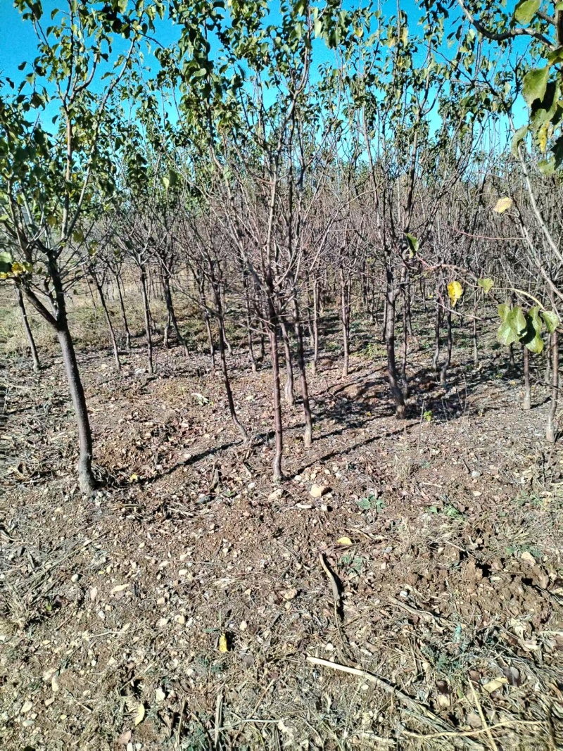 杏树苗新疆吊干杏苗自家苗圃种植量大质优价格优惠