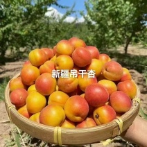 杏树苗新疆吊干杏苗自家苗圃种植量大质优价格优惠