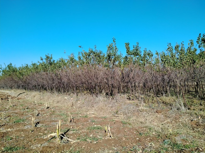 【热卖】新疆吊干杏苗自家苗圃种植技术指导！死苗补发！