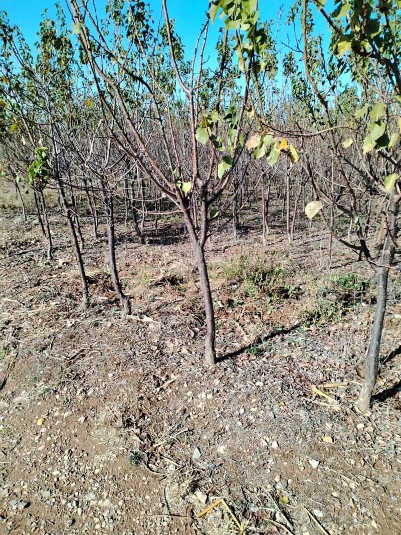 【热卖】新疆吊干杏苗自家苗圃种植技术指导！死苗补发！
