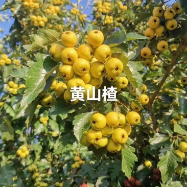 山楂苗黄山楂苗，量大质优价格优惠免费指导技术包活