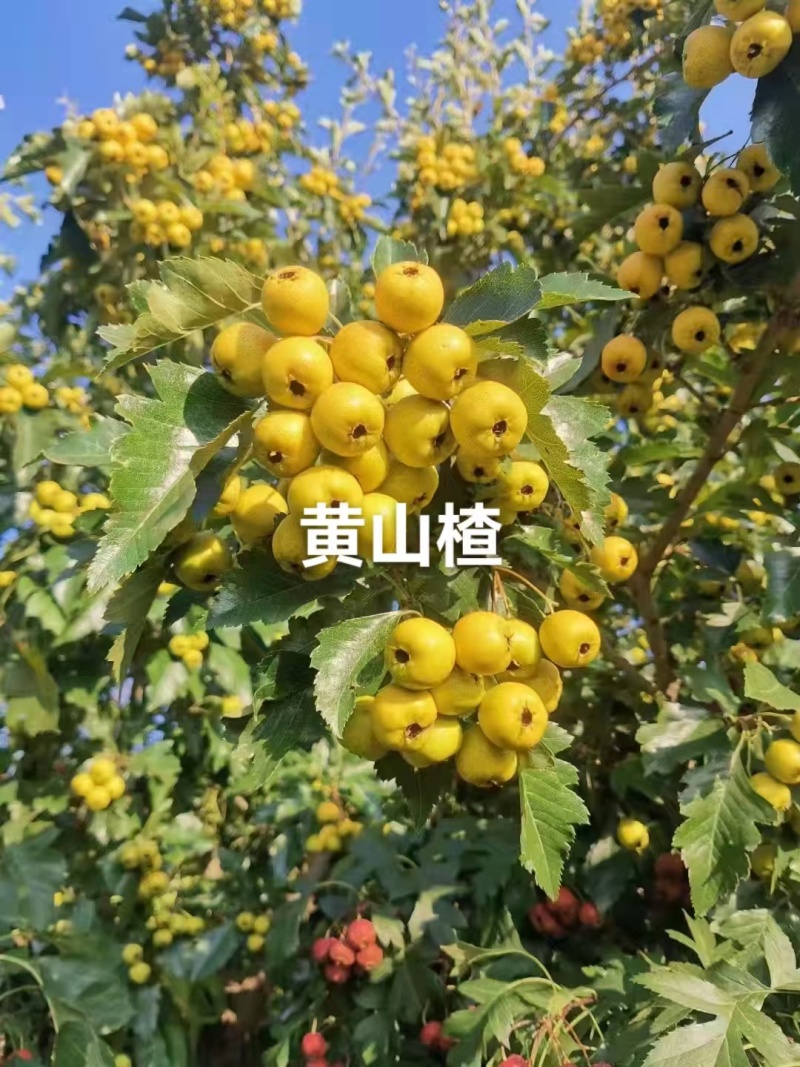 山楂苗黄山楂苗，量大质优价格优惠免费指导技术包活