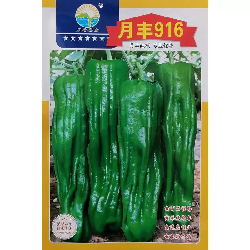 月丰916薄皮椒种子皱皮椒种子皮薄肉脆彭果速度快