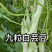 四季豆种子龙泉968架芸豆白不老九粒白高产抗病