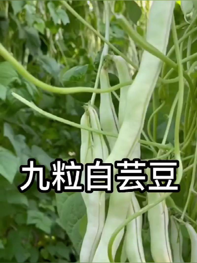 四季豆种子龙泉968架芸豆白不老九粒白高产抗病
