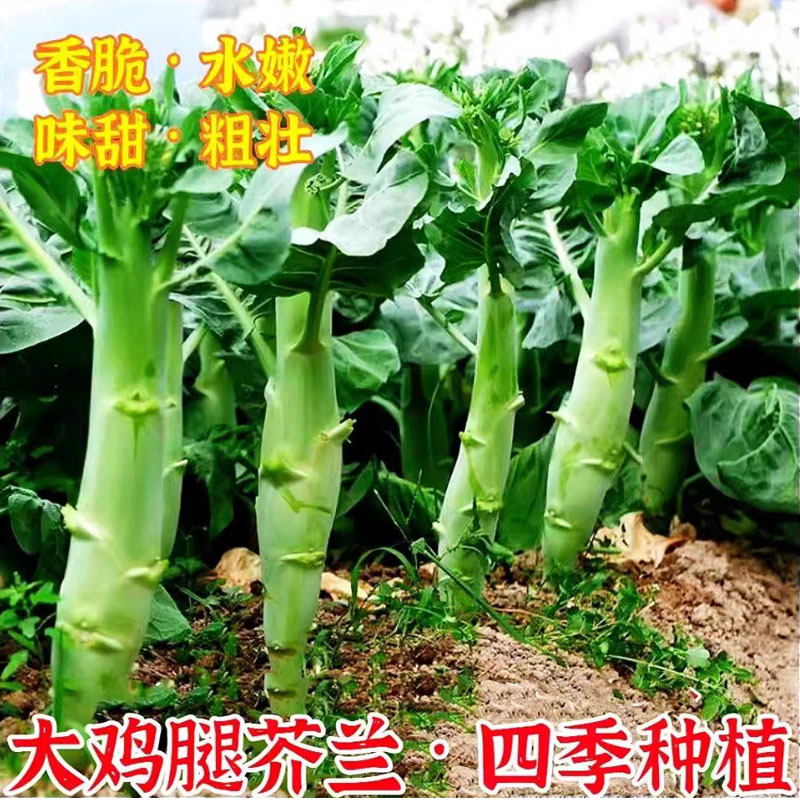甜脆鸡腿芥蓝种子粗条籽芥兰广东早熟白花四季种植