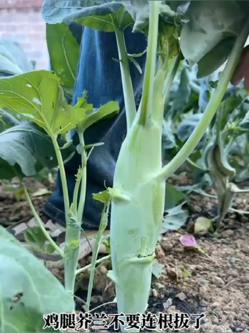 甜脆鸡腿芥蓝种子粗条籽芥兰广东早熟白花四季种植