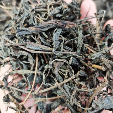 2006年传统工艺野生六堡茶*原产地原种茶原工艺