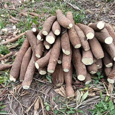 【推荐】木薯大量上市了价格实惠，品质保证，欢迎来电采购