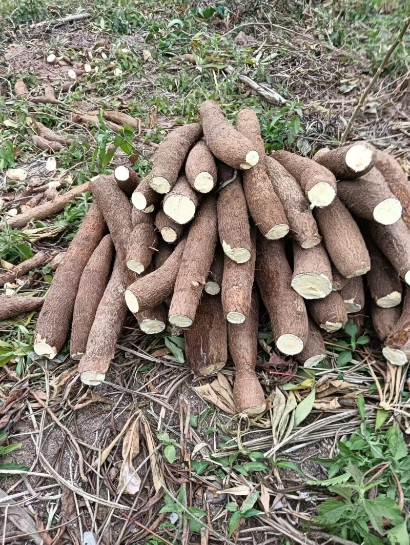 【推荐】木薯大量上市了价格实惠，品质保证，欢迎来电采购
