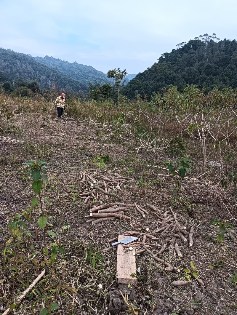 【推荐】木薯大量上市了价格实惠，品质保证，欢迎来电采购