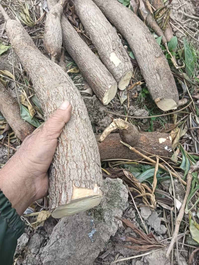 【推荐】木薯大量上市了价格实惠，品质保证，欢迎来电采购