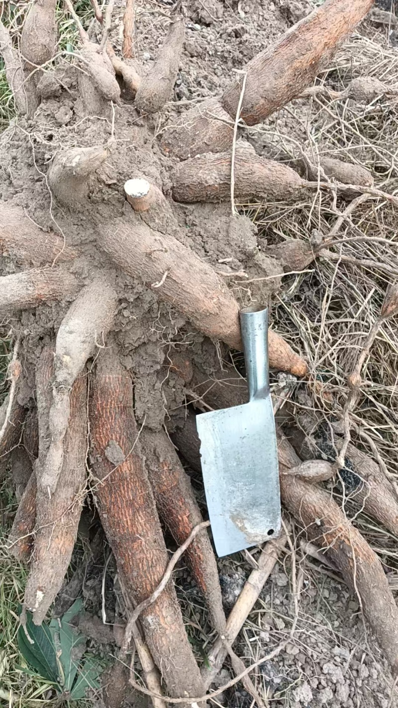 【推荐】木薯大量上市了价格实惠，品质保证，欢迎来电采购